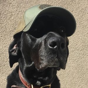 Meet your Posher, S. dorian